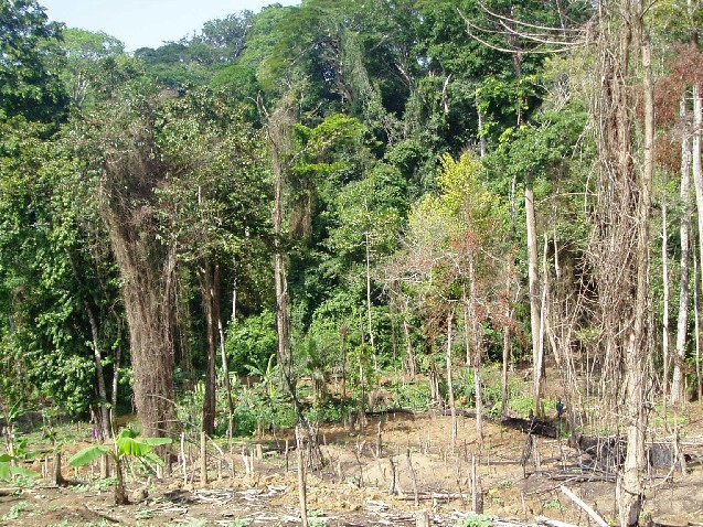 Deforestation (photo: Njei M.T)